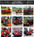 35h 25hp Mini Crawler Tractor