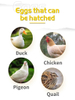 Mini Incubator Egg 9 Egg Incubator Apply to Chicken Goose Bird Duck